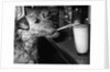 Dog drinking with straw by Anonymous