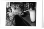 Dog drinking with straw by Anonymous