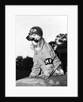 Portrait of dressed- up dog by Anonymous