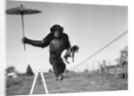 Chimp balancing on line with umbrella and puppy by Anonymous