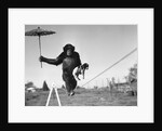 Chimp balancing on line with umbrella and puppy by Anonymous