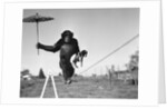 Chimp balancing on line with umbrella and puppy by Anonymous