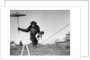 Chimp balancing on line with umbrella and puppy by Anonymous