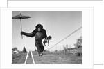 Chimp balancing on line with umbrella and puppy by Anonymous