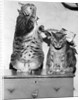 Portrait of two funny cats by Anonymous