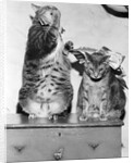 Portrait of two funny cats by Anonymous