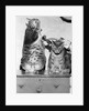 Portrait of two funny cats by Anonymous