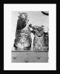 Portrait of two funny cats by Anonymous
