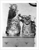 Portrait of two funny cats by Anonymous