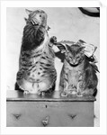 Portrait of two funny cats by Anonymous