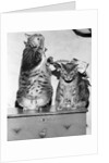 Portrait of two funny cats by Anonymous