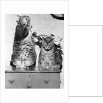 Portrait of two funny cats by Anonymous
