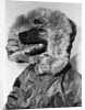 Portrait of dog in anorak by Anonymous