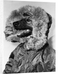 Portrait of dog in anorak by Anonymous