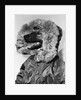 Portrait of dog in anorak by Anonymous