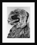 Portrait of dog in anorak by Anonymous