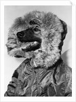 Portrait of dog in anorak by Anonymous