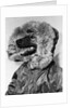 Portrait of dog in anorak by Anonymous