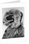 Portrait of dog in anorak by Anonymous
