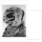 Portrait of dog in anorak by Anonymous