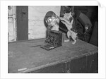 Cat photographing with camera by Anonymous