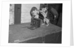 Cat photographing with camera by Anonymous