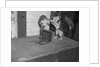 Cat photographing with camera by Anonymous