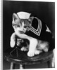 Cute little kitten dressed-up as sailor by Anonymous