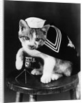 Cute little kitten dressed-up as sailor by Anonymous