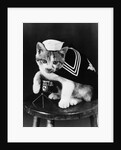 Cute little kitten dressed-up as sailor by Anonymous