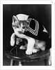 Cute little kitten dressed-up as sailor by Anonymous
