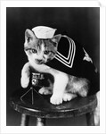 Cute little kitten dressed-up as sailor by Anonymous
