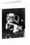 Cute little kitten dressed-up as sailor by Anonymous