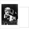 Cute little kitten dressed-up as sailor by Anonymous