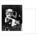 Cute little kitten dressed-up as sailor by Anonymous