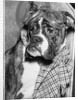Cute wrinkled boxer dog dressed-up in checked scarf and goggles by Anonymous
