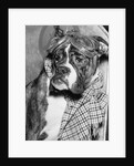 Cute wrinkled boxer dog dressed-up in checked scarf and goggles by Anonymous