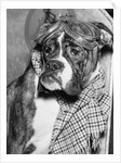 Cute wrinkled boxer dog dressed-up in checked scarf and goggles by Anonymous