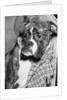 Cute wrinkled boxer dog dressed-up in checked scarf and goggles by Anonymous
