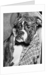 Cute wrinkled boxer dog dressed-up in checked scarf and goggles by Anonymous