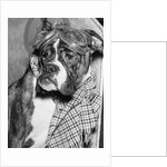Cute wrinkled boxer dog dressed-up in checked scarf and goggles by Anonymous