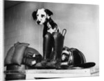 Dalmatian dog sitting next to fire fighter's gear by Anonymous