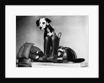 Dalmatian dog sitting next to fire fighter's gear by Anonymous