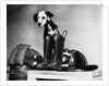 Dalmatian dog sitting next to fire fighter's gear by Anonymous