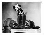Dalmatian dog sitting next to fire fighter's gear by Anonymous