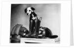 Dalmatian dog sitting next to fire fighter's gear by Anonymous