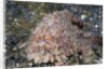 Hispid Frogfish (Antennarius hispidus) by Anonymous