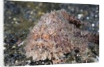 Hispid Frogfish (Antennarius hispidus) by Anonymous