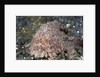 Hispid Frogfish (Antennarius hispidus) by Anonymous