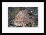 Hispid Frogfish (Antennarius hispidus) by Anonymous